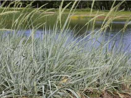 Ječmenice písečná - Elymus (Leymus) arenarius