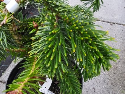 Abies nordmanniana 'Robusta' (3)