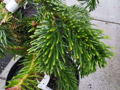 Jedle kavkazská 'Robusta'