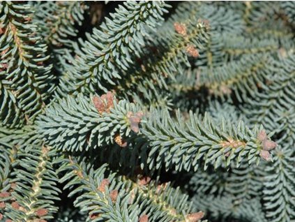 glauca