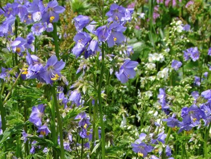 Jirnice plazivá 'Blue Pearl' - Polemonium reptans 'Blue Pearl'