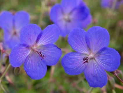 Kakost 'Johnson's Blue' - Geranium 'Johnson's Blue'