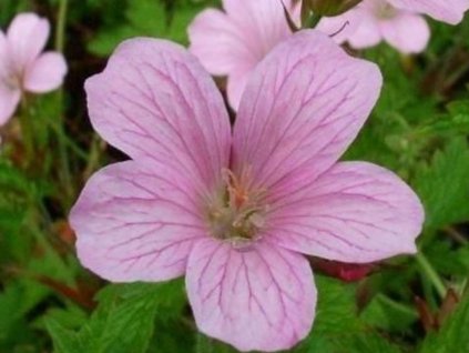wargrave pink