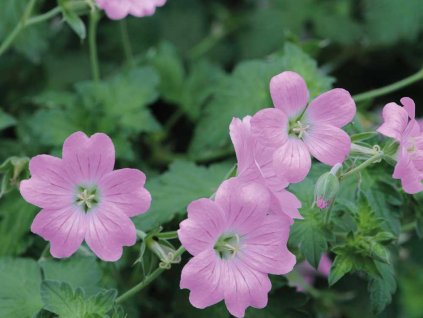 Kakost endressii - Geranium enderssii