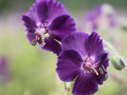 Kakost hnědočervený 'Raven' - Geranium phaeum 'Raven'