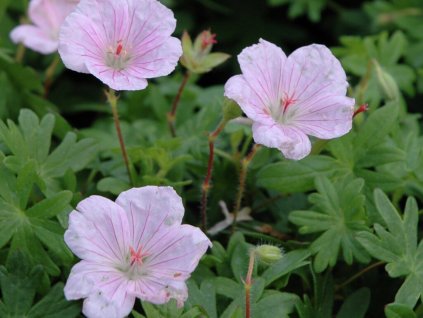 Kakost krvavý var. striatum - Geranium sanguineum var. striatum