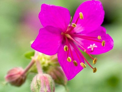 Kakost oddenkatý 'Czakor' - Geranium macrorrhizum 'Czakor'
