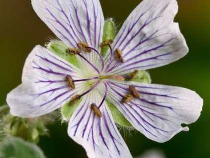 Kakost Renardův - Geranium renardii