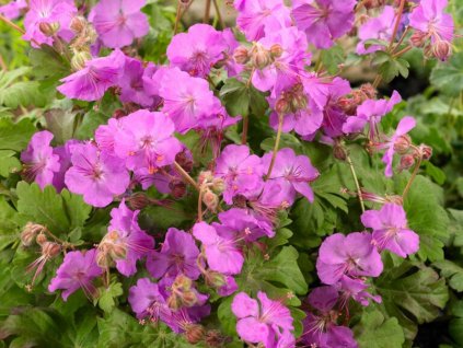 Kakost kantabrijský 'Karmina' - Geranium x cantabrigense 'Karmina'