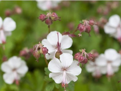 Kakost kantabrijský 'St. Ola' - Geranium x cantabrigense 'St. Ola'