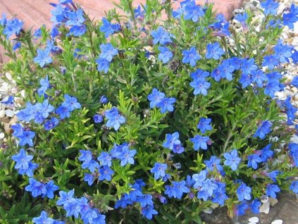 Kamejka rozkladitá 'Heavenly Blue' - Lithodora diffusa 'Heavenly Blue'