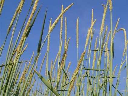 Kamýš písečný - Ammophila arenaria