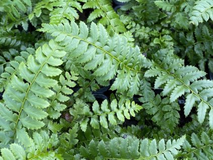 Kapradina laločnatá - Polystichum aculeatum