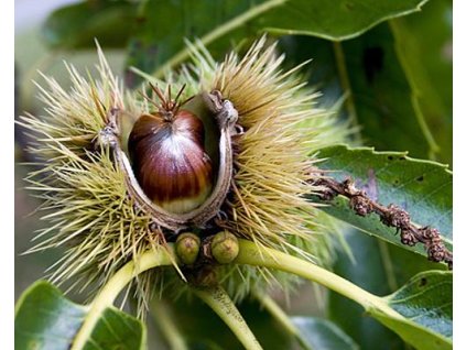 Ka�tan jedl� �Mistral� (Balen� prostoko�enn� stromek, Podno� castanea sativa)