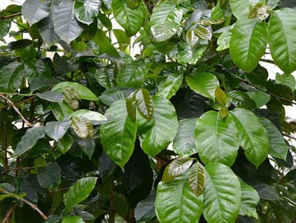 coffeea