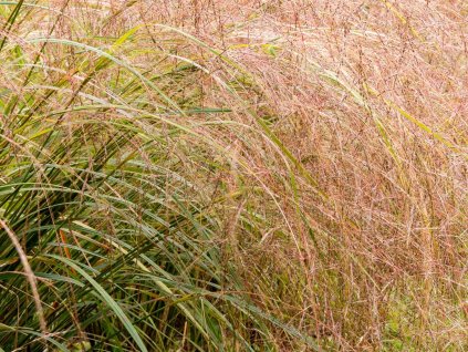 Kavyl - Anemanthele lessoniana