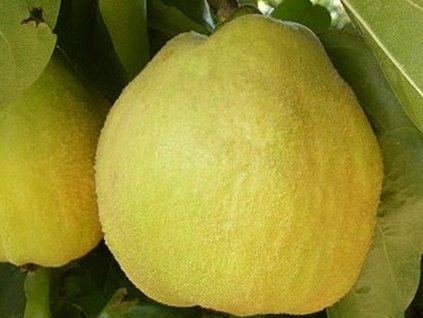 Kdouloň 'Bereckého'