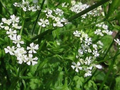 kerbl�k t�ebule