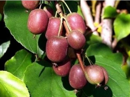 Kiwi 'Ken's Red'