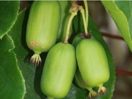 Kiwi 'Kokuwa'