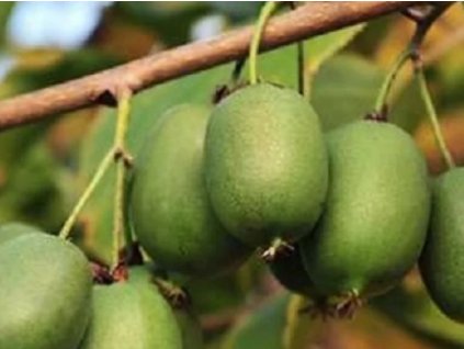 Kiwi 'Rogów'