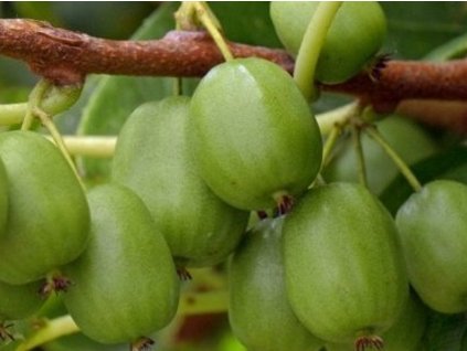 Kiwi 'Viti-Kiwi'