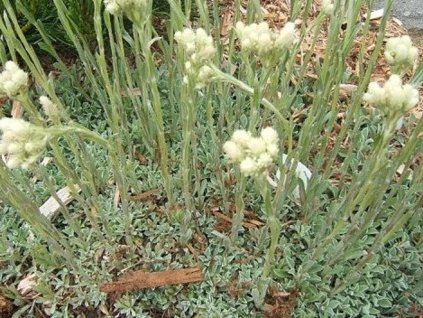 tomentosa