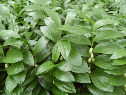 Kokořík humile - Polygonatum humile