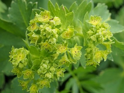 Kontryhel obecný - Alchemilla vulgaris