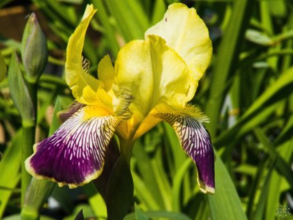 Iris Nibelungen (2)
