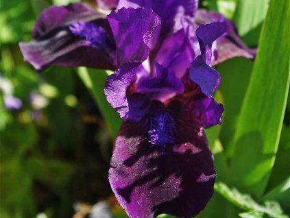 Kosatec nízký 'Little Shadow' - Iris barbata nana 'Little Shadow'