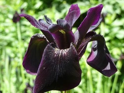iris black form 2