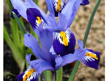 46452 1 kosatec sitkovany gordon 5 ks