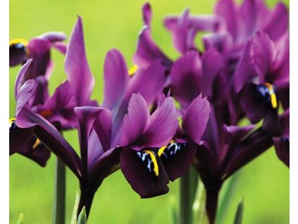 46458 1 kosatec sitkovany j s dijt