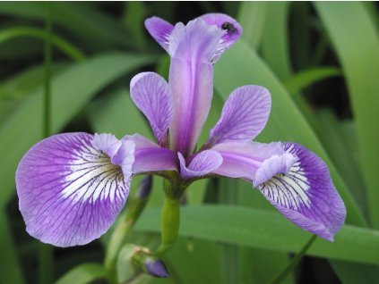 Kosatec strakatý - Iris versicolor