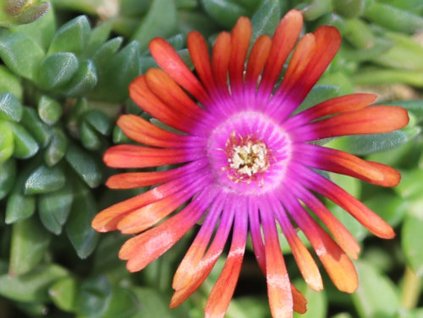 Kosmatec 'Fire Spinner' - Delosperma 'Fire Spinner'
