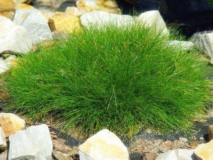 Kost�ava metlovit� �Pic Carlit� - Festuca scoparia �Pic Carlit� (Balen� kontejner 9x9cm)