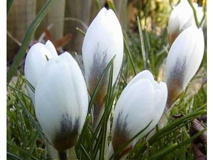 47076 1 krokus aubade 5 ks