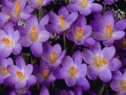 Krokus 'Barr's Purple'