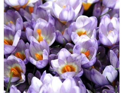 47082 1 krokus blue pearl