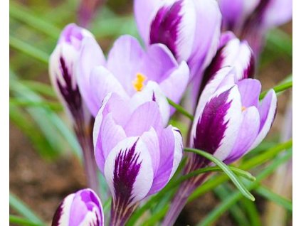 47127 1 krokus spring beauty 5 ks