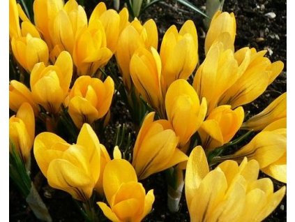 47142 1 krokus yellow mammouth 10 ks