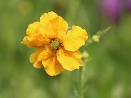 Kuklík hybr. 'Goldball' - Geum hybr. 'Goldball'