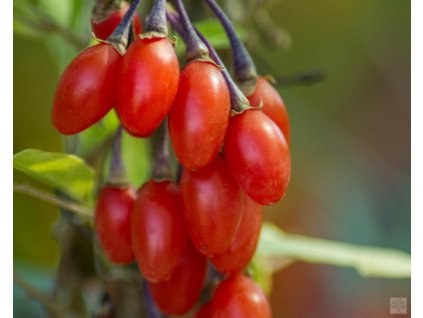 lycium barbarum korean big