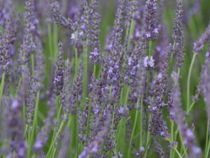 Levandule prostřední 'Pure Platinum' - Lavandula intermedia 'Pure Platinum'
