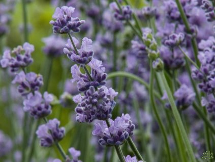 Lavandula Hidcote (1)