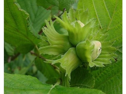 L�ska �Lombardsk� b�l� (Balen� kontejner C5, Tvar a v��ka Vysokokmen)