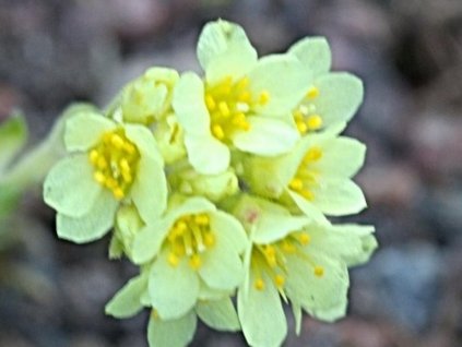 apiculata