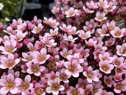 Lomikámen Arendsův 'Pixie Pan Appleblossom' - Saxifraga x arendsii 'Pixie Pan Appleblossom'