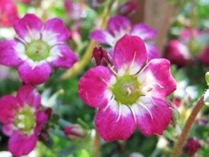 pixie rose